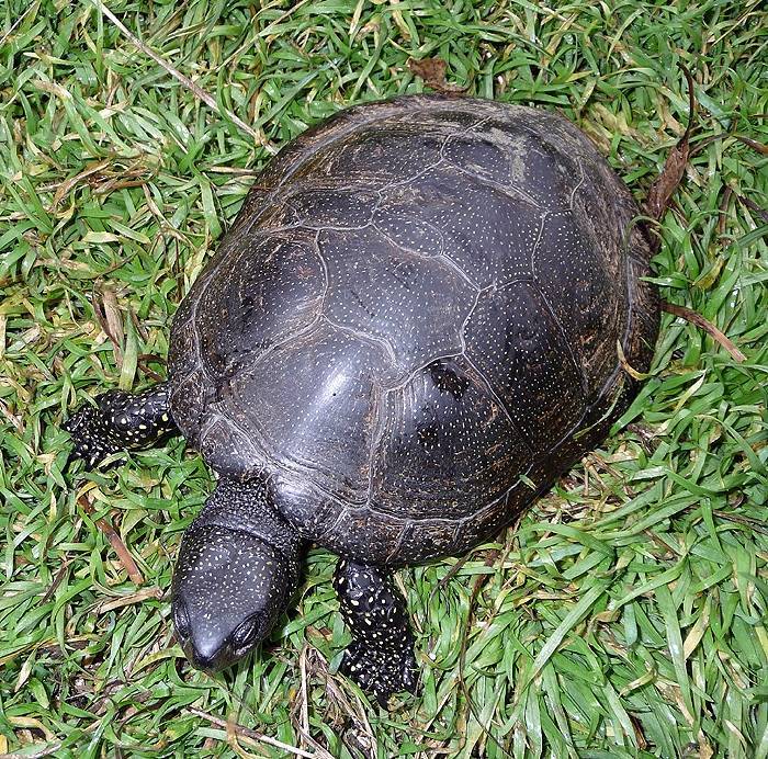 Болотная черепаха европейская – уход и содержание в домашних условиях, чем кормят, сколько живут, где обитает