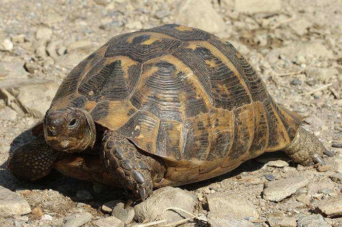 Изучение и охрана средиземноморской черепахи на кавказе