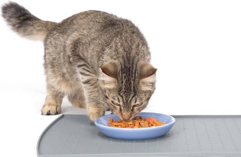 4 причины почему котенок плохо ест - что делать