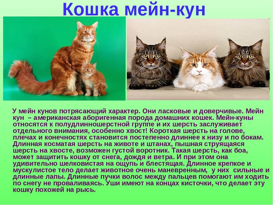 Коты мейн кун: повадки и характеристика породы, особенности содержания и ухода