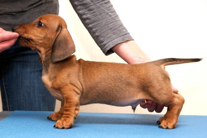 Собака карликовая длинношерстная такса - характеристика, уход и описание породы