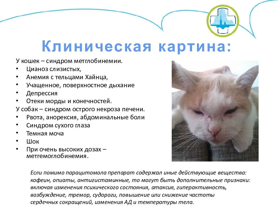 Все об атаксии у кошки: подробное описание состояния, принципы лечения