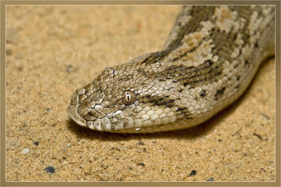 Песчаный удавчик: как содержать змею в домашних условиях