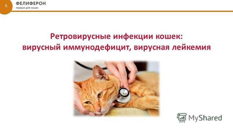 Иммунодефицит у кошек