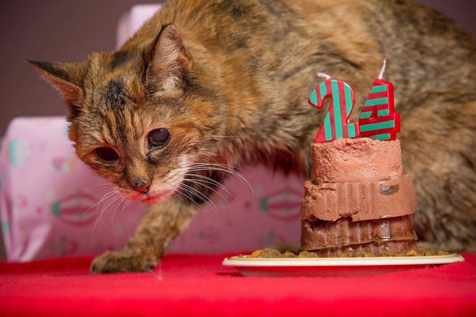 Самые старые кошки и коты в мире | блог ветклиники "беланта"