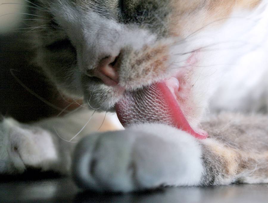Кошка постоянно облизывается – естественный рефлекс или предвестник недуга