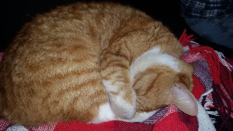 Положение кошки во время сна может многое рассказать о состоянии питомца - досуг - животные на joinfo.com