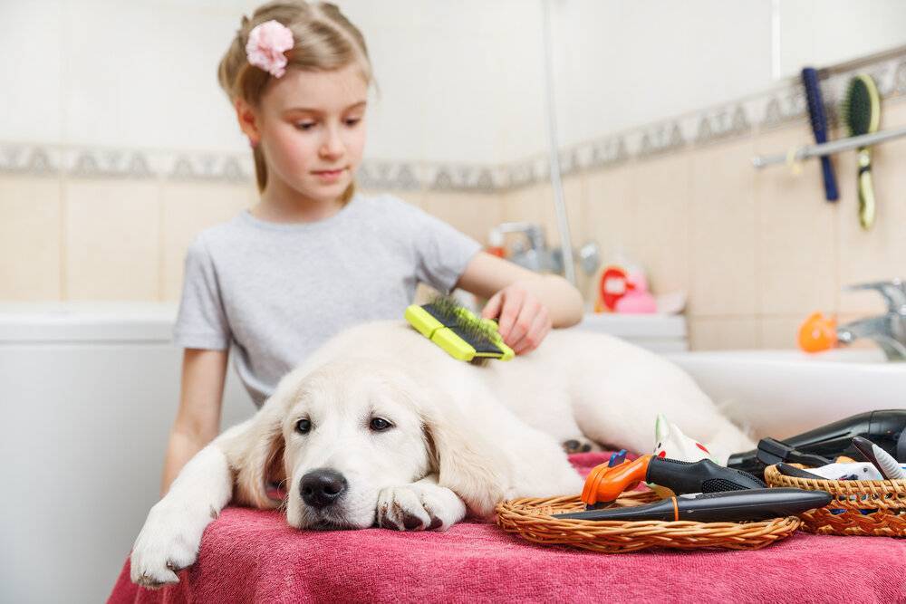 Как правильно мыть собаку: важные моменты, на которые стоит обратить внимание до купания