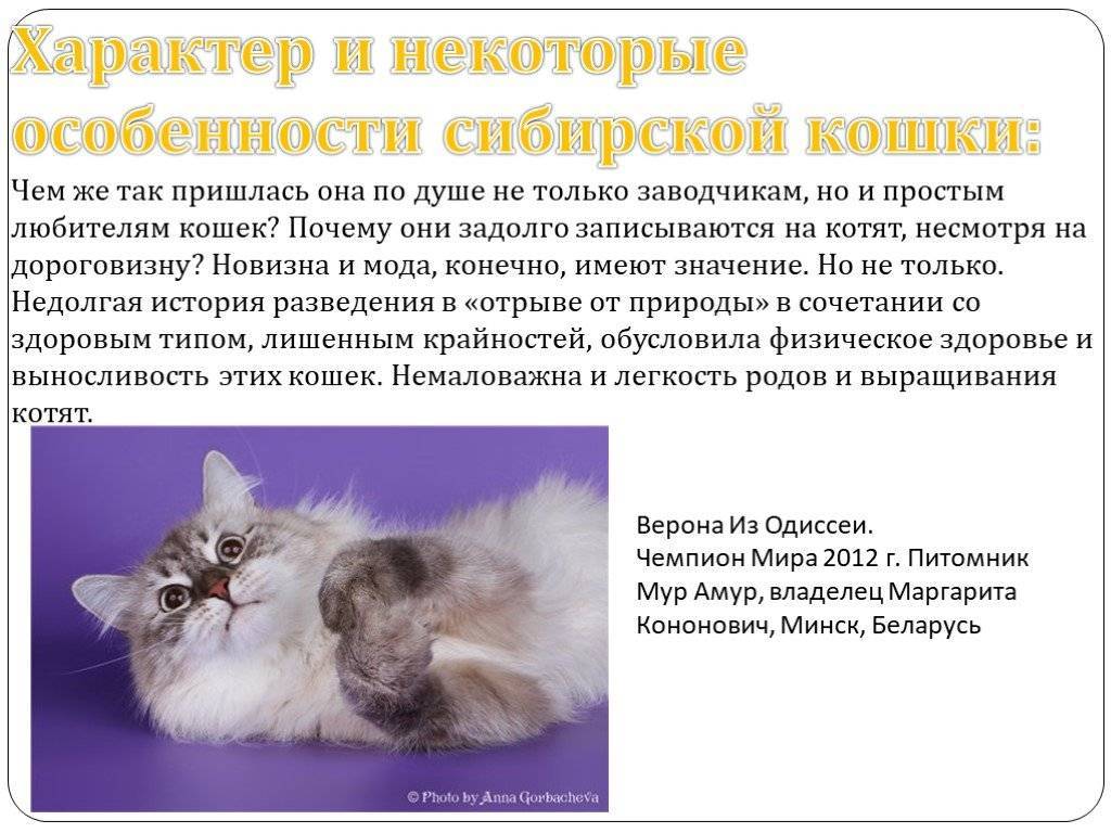 Сибирская кошка: фото, описание породы, характер, отзывы, окрасы.