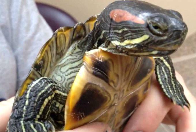 Причины отслоения и мягкости панциря у красноухой черепахи