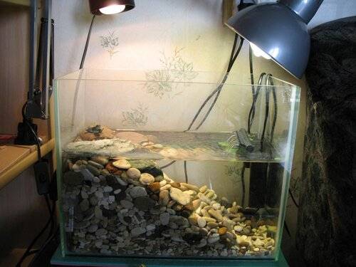 Какая вода нужна красноухой черепахе, сколько наливать в аквариум при содержании в домашних условиях