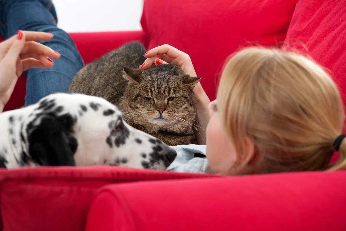5 вещей, которых больше всего боятся домашние кошки: новости, кошки, страх, вода, собаки, запахи, домашние животные
