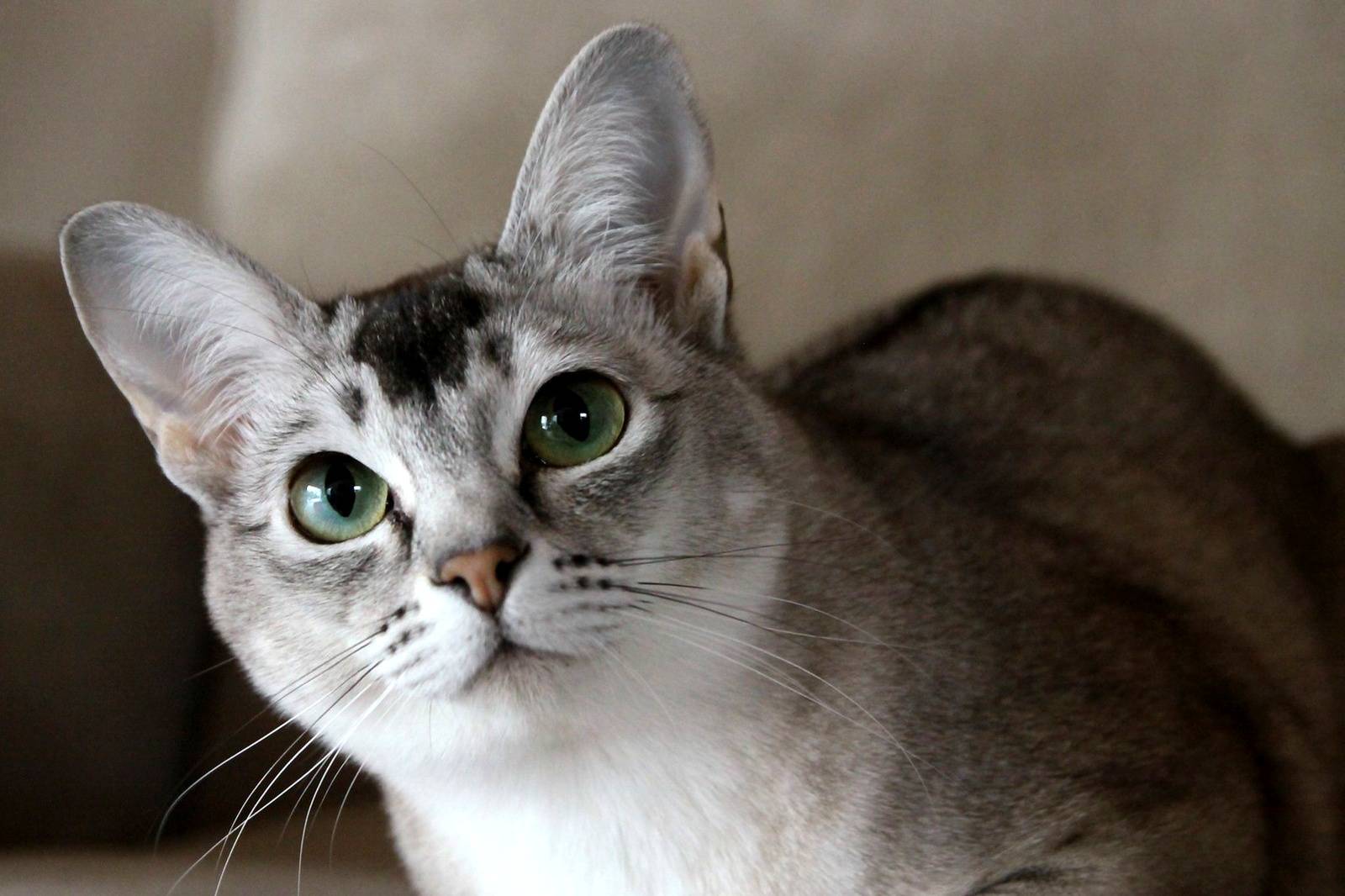 Бурмилла – кошка с «подкрашенными» глазами