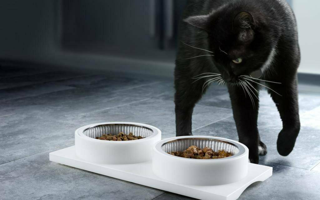 Почему кошки закапывают еду, миску с водой и как отучить от этого