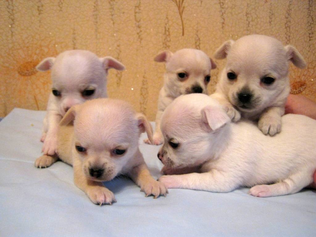 Вес чихуахуа по месяцам таблица: фото, стандарт размеров щенков и взрослой, самой маленькой мини собаки в мире