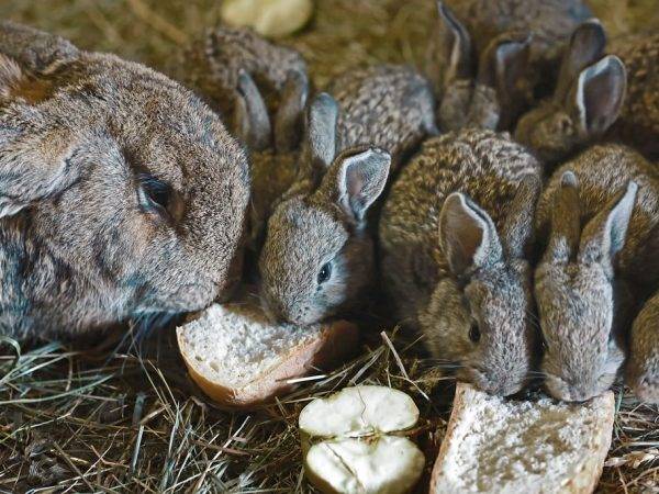 Какой хлеб полезно давать кроликам, а какой нельзя?
