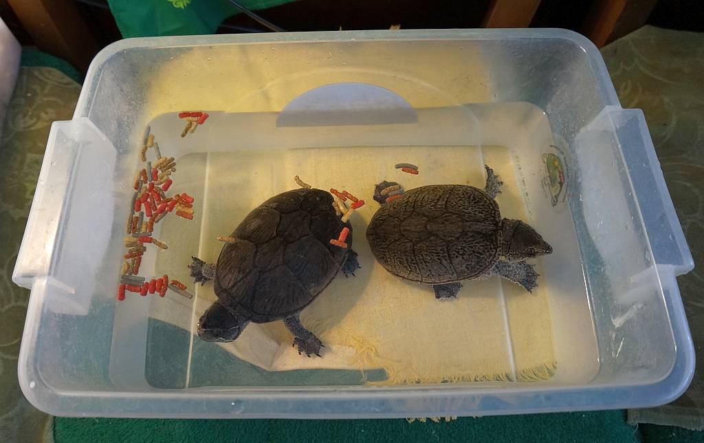Что едят черепахи в домашних условиях в зависимости от вида