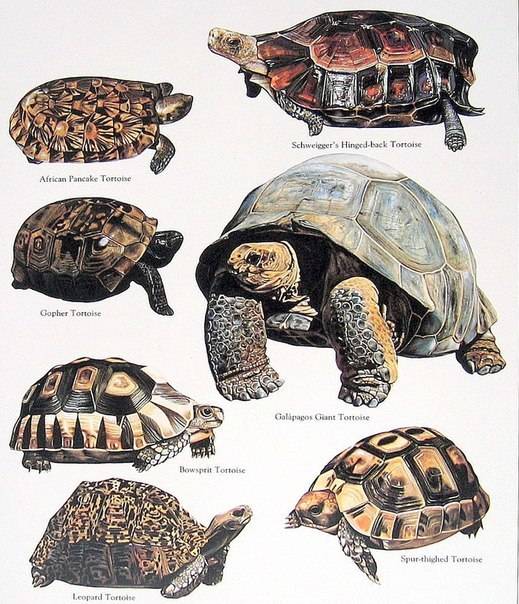 Виды домашних черепах: аквариумные породы для дома (водные, маленькие, сухопутные), фото, классификация