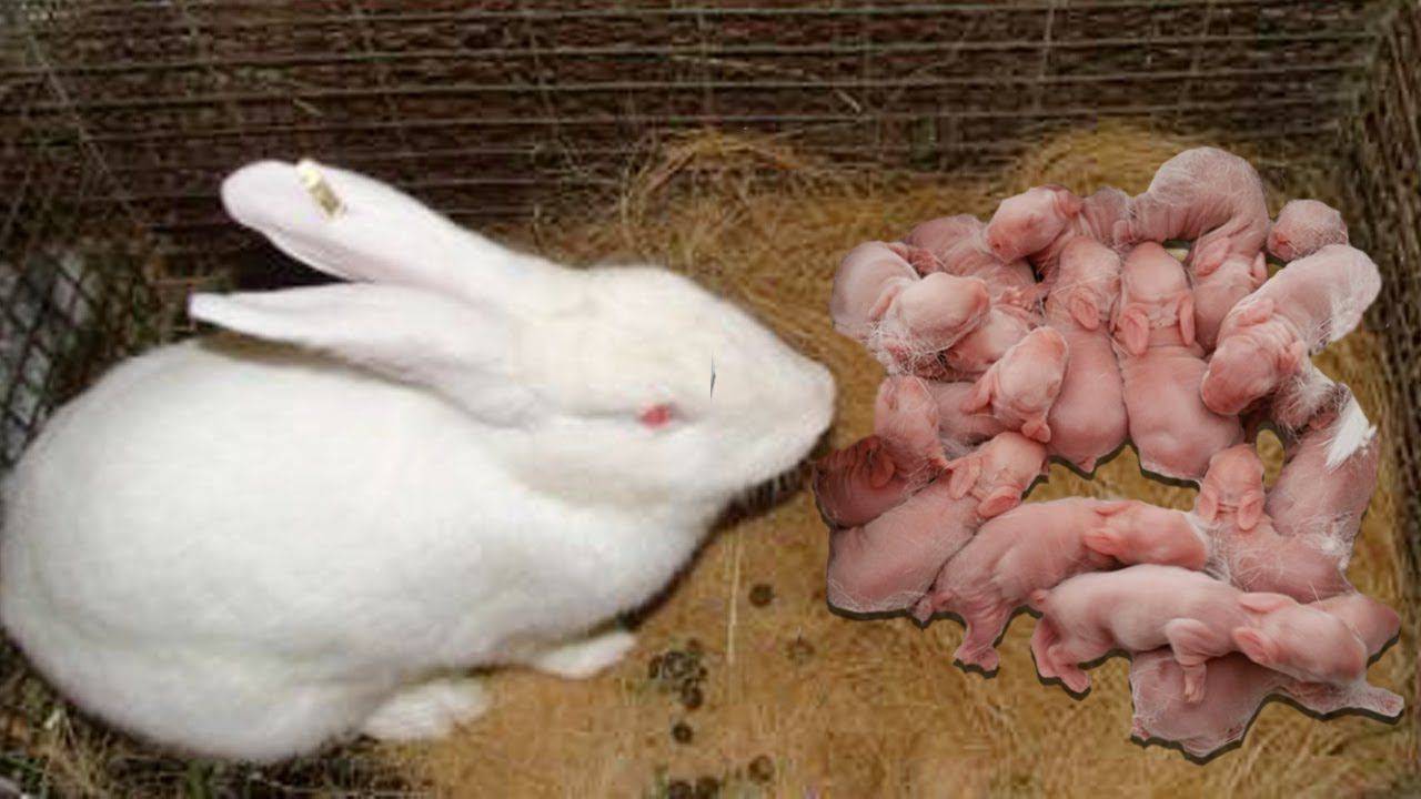 Через сколько рожают крольчихи: сроки длительности беременности и вынашивания