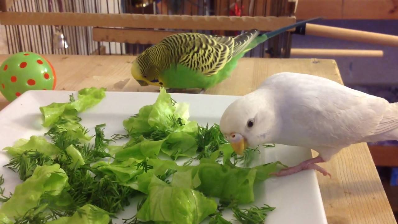 Какие овощи можно попугаю?