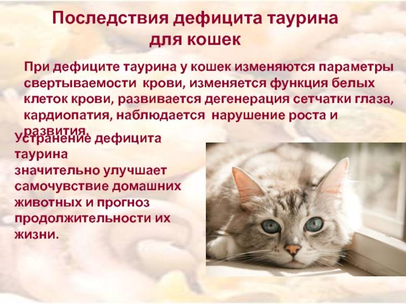Анемия у кошек: причины, признаки, лечение