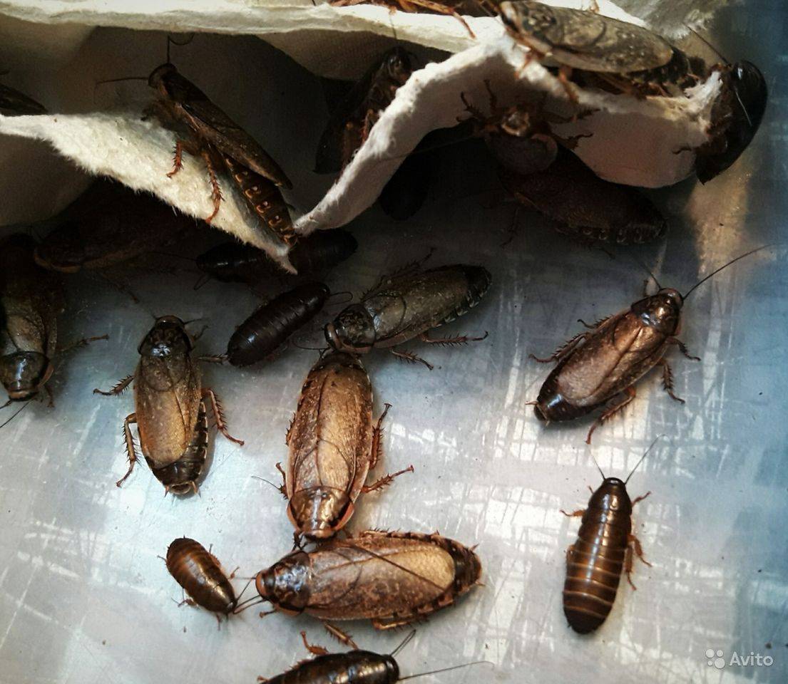 Мраморные тараканы - морфология, описание, особенности, жизненный цикл, чем питаются, как размножаются