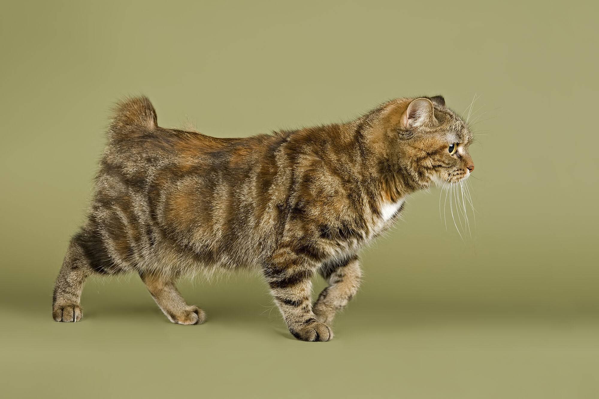 Разнообразие пород кошек без хвоста — описание и характеристики