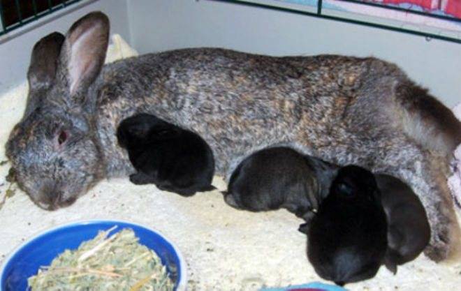 Особенности размножения кроликов