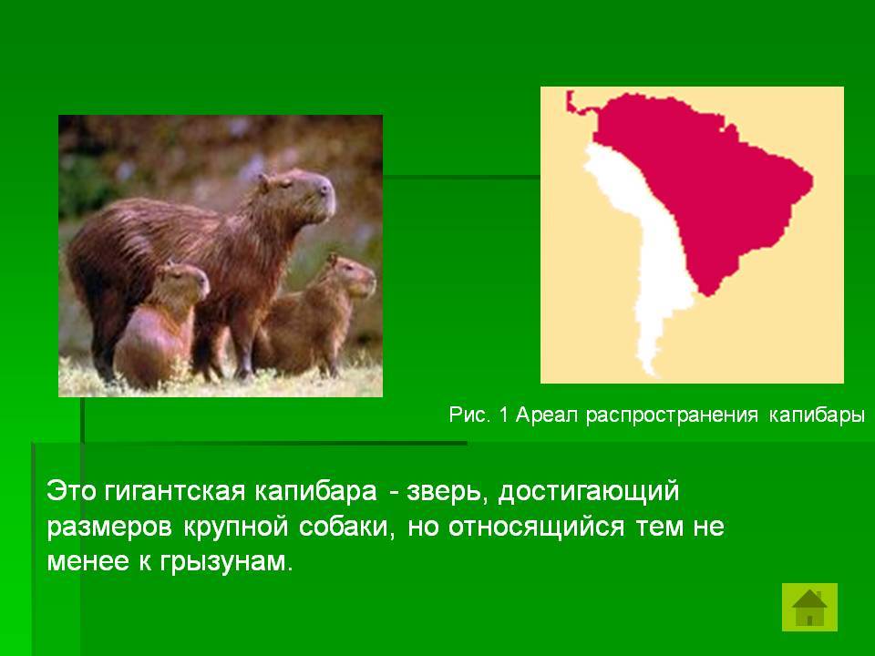 Капибара - описание животного, где обитает и чем питается в природе