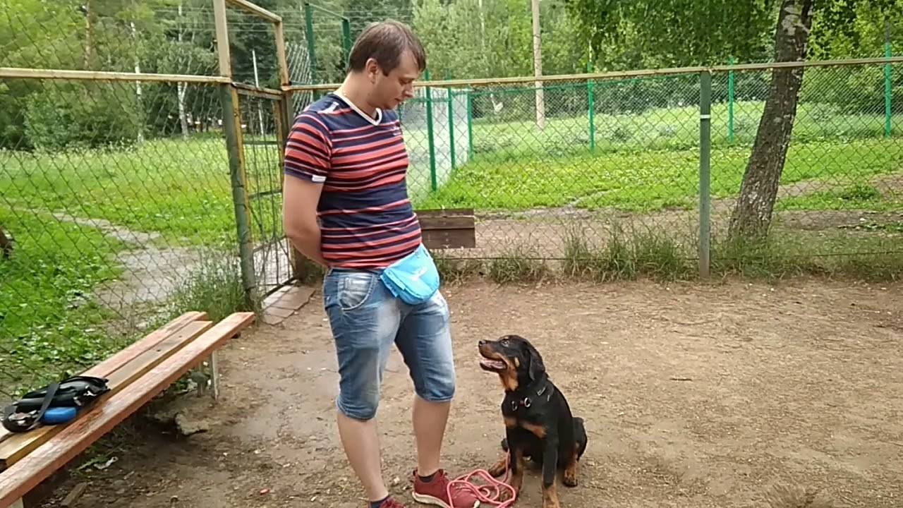 ᐉ как ухаживать за щенком ротвейлера: полезные советы - ➡ motildazoo.ru