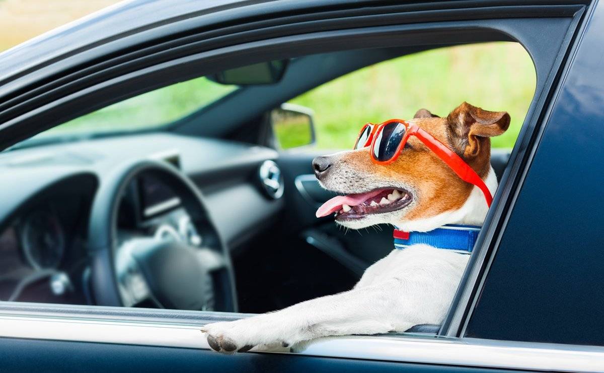 Почему собаку укачивает в машине и как ей помочь
