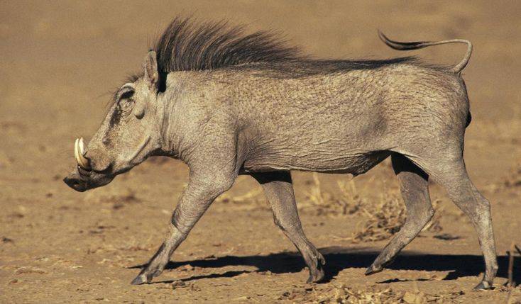Африканская свинья с длинными волосами по бокам морды