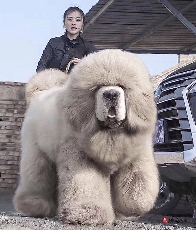 Тибетский мастиф: самая большая собака в мире весом 112 кг, фото пса
