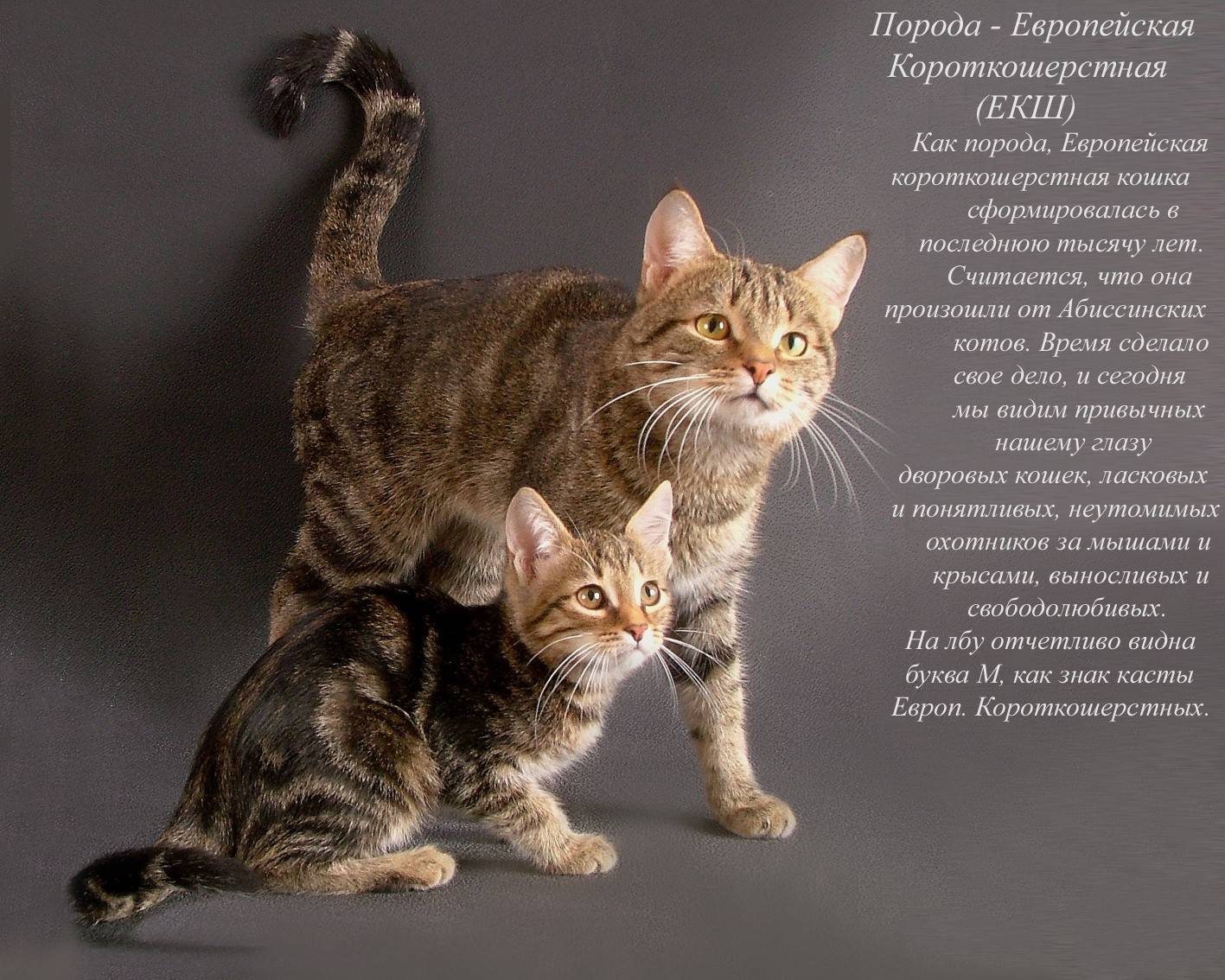 Самые ласковые породы кошек: какая порода кошек самая спокойная и ласковая?