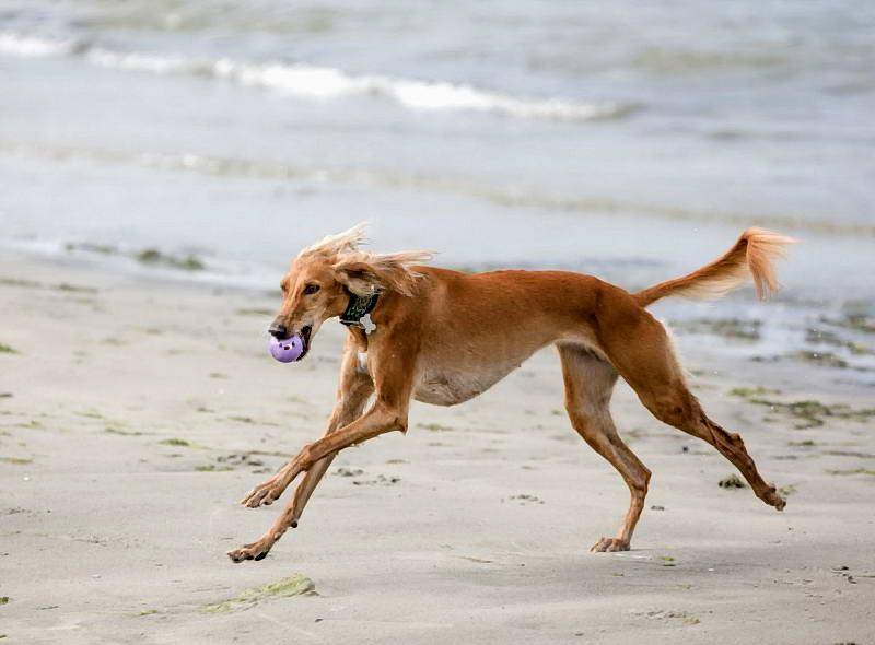 Самая быстрая собака: топ 10 пород. скорость бега собак км/ч.