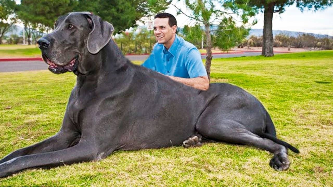 Самая большая собака в мире и топ наиболее внушительных пород