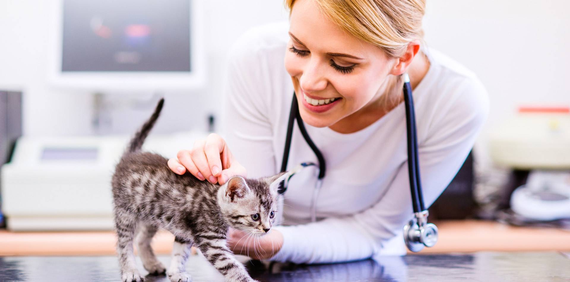 Корм для кошек: каким кормить, советы ветеринаров