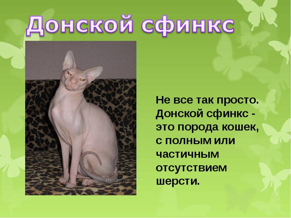 Порода кошки донской сфинкс - фото, описание, история, содержание и уход