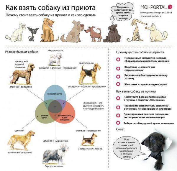 Адаптация собаки из приюта к новой семье - как проходит? wikipet.ru