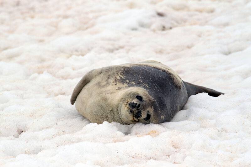 Тюлень-крабоед - описание, среда обитания, образ жизни