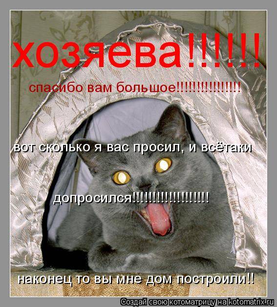 Понимает ли кошка человеческую речь: мифы и реальность - gafki.ru