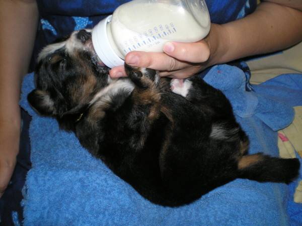 У собаки мало молока: чем помочь и что правильно делать для кормящей мамаши