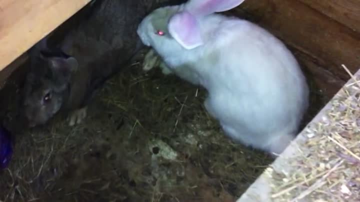 Особенности размножения кроликов: сроки спаривания особей, подготовка к летнему, зимнему окролу, выкармливание потомства