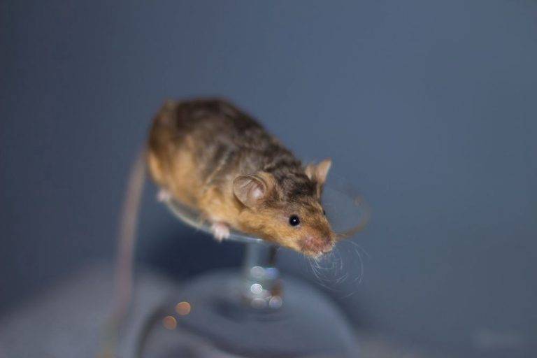 Чем интересны мышки и как содержать их дома?