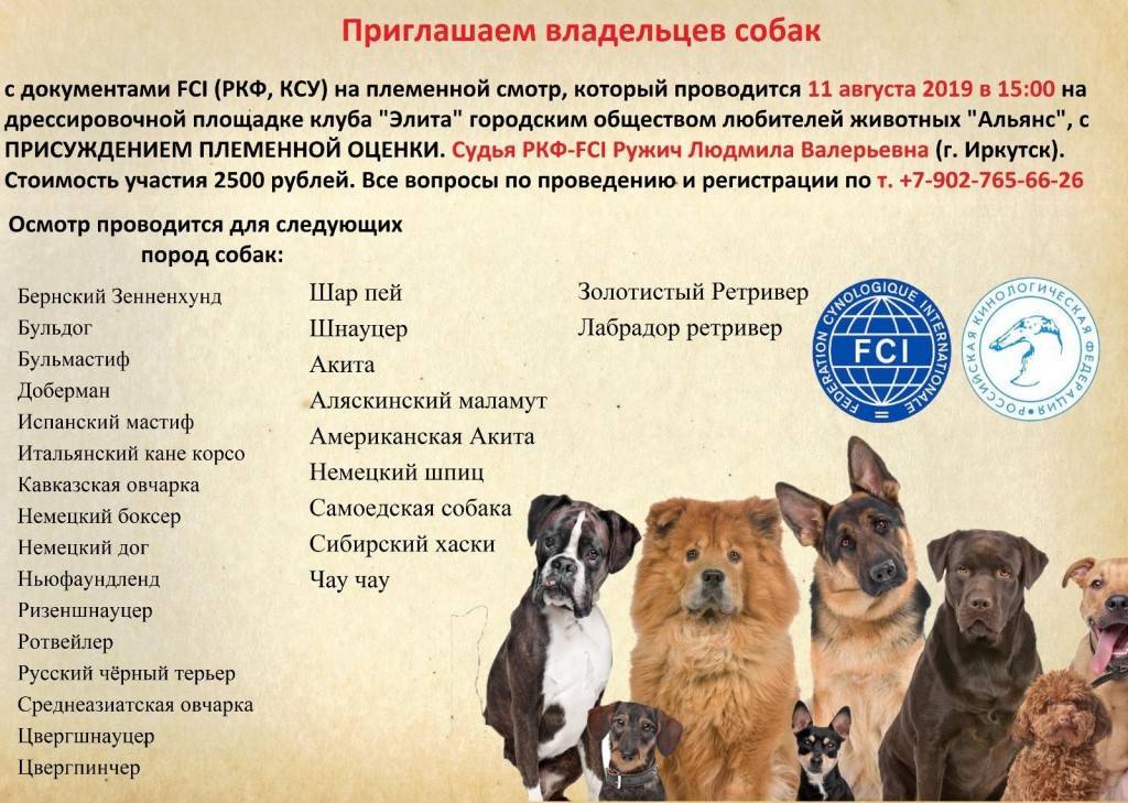 Особенности классификации пород собак fci (5-10 группы)