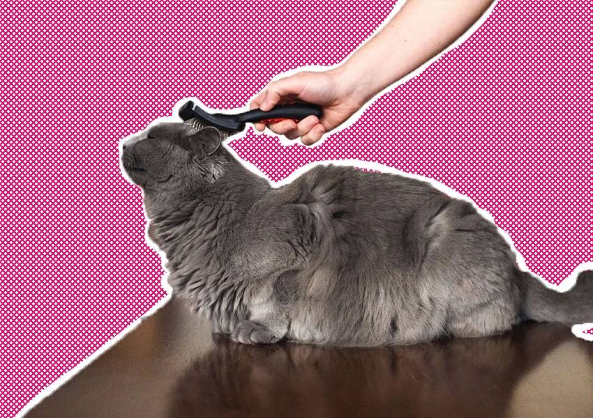 Как вычесывать колтуны у кошек: 11 шагов