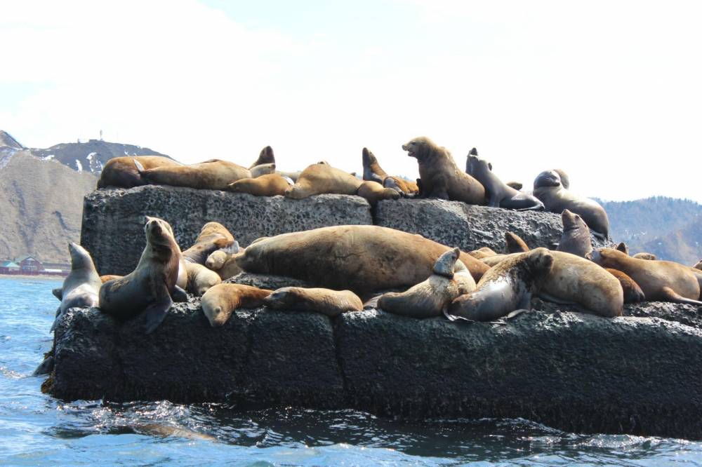 Тюлень: описание, виды, среда обитания, что едят, враги и образ жизни | планета животных