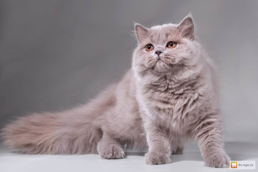 Британская длинношерстная кошка: описание породы, фото, окрасы, характер, отзывы владельцев