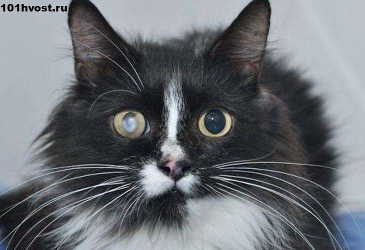 Бельмо на глазу у кошки: причины, диагностика, лечение в домашних условиях