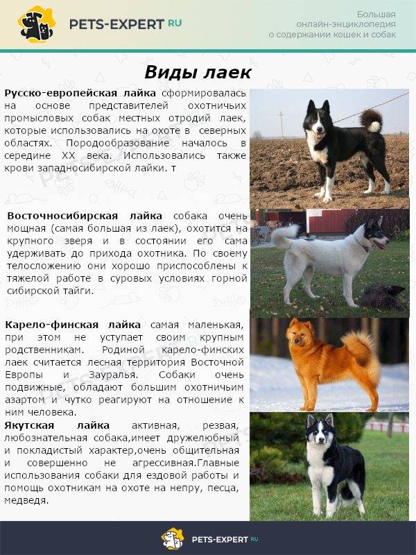 Якутская лайка: описание породы, характер, фото